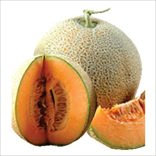 Angad F1 Hybrid Musk Melon Seeds