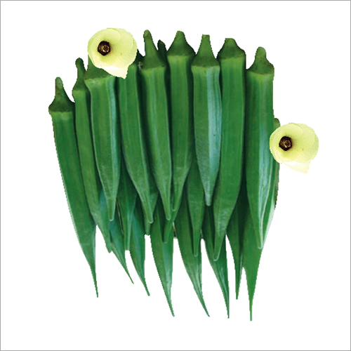 bhindi seed bhindi seed