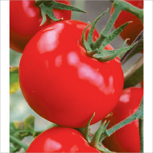 Sidhant F1 Hybrid Tomato Seeds