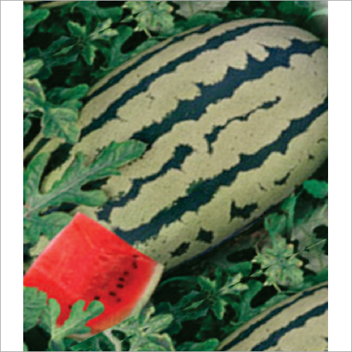 Chaman F1 Hybrid Water Melon Seeds
