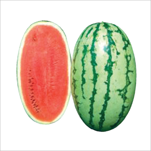 Nikhil F1 Hybrid Water Melon Seeds