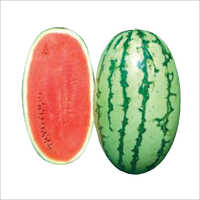 Nikhil F1 Hybrid Water Melon Seeds