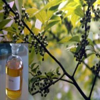 Eucalyptus Oil 60 Cineole