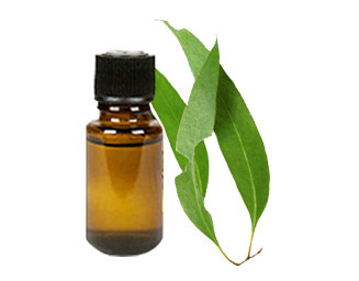 Eucalyptus Oil Terpenes