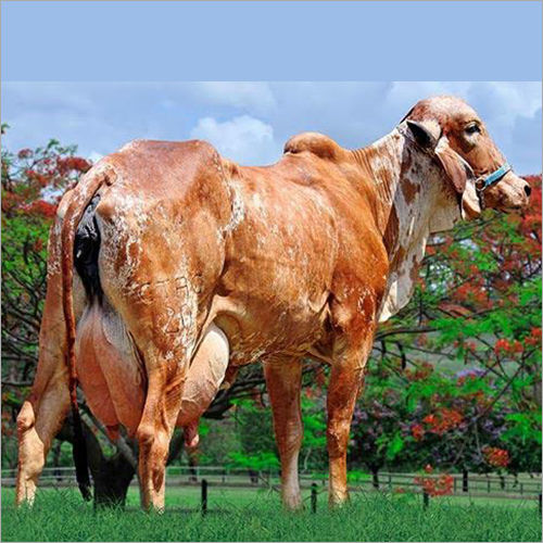 Gir Breed Cattle