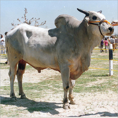 Haryanvi Bull