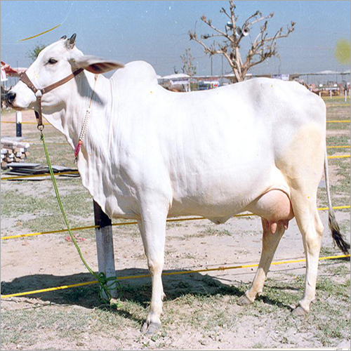 Haryanvi Breed Cattle