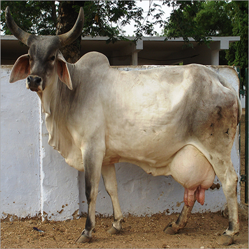 Kankrej Cow - Kankrej Cow Suppliers, Dealers & Wholesalers