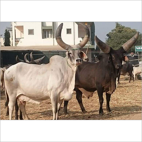 Kangrej Cow Bull