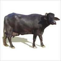 Buffalo Buffalo