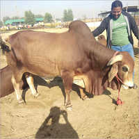 Indian Sahiwal Bull
