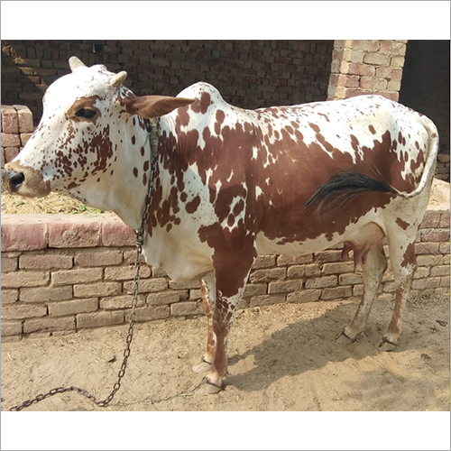 Rathi Cattle Breed