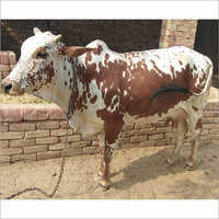 Rathi Breed Cow