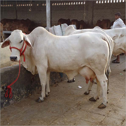 Tharparker Cow