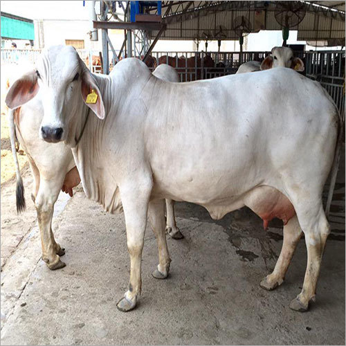 Tharparkar Breed Cow By MINMINIY PRODUCTS