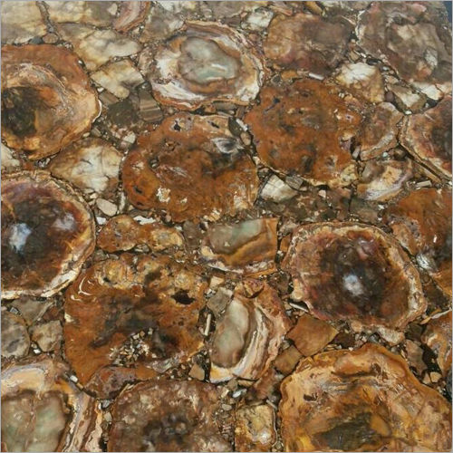 Wood Petrified Stone