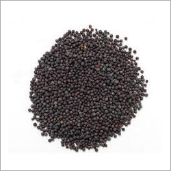 Black Mustard Seed Black Mustard Seed