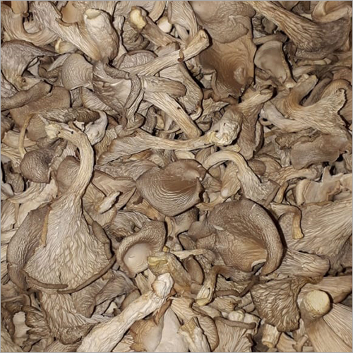 Oyster Mushroom