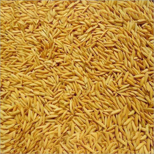 Wheat Seed Wheat Seed