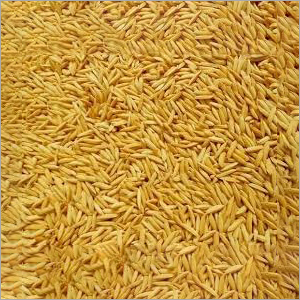 Fresh Paddy Seed Fresh Paddy Seed