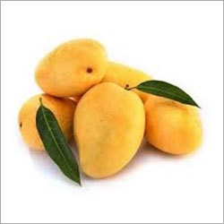 Fresh Alphonso Mangoes By QNP International Export Company