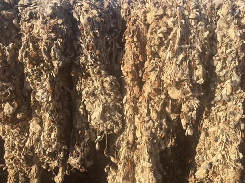 Raw Bisu Silk Waste (Type II)