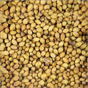Fresh Coriander Seeds