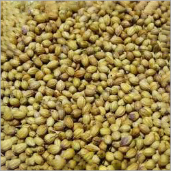 Indian Coriander Seeds