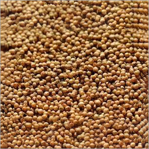 Raw Coriander Seeds