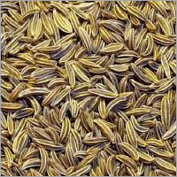 Fresh Cumin Seeds
