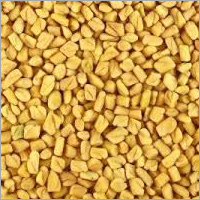 Fresh Fenugreek Seeds