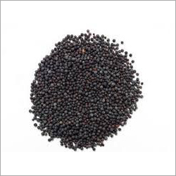 Fresh Mustard Seeds