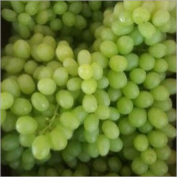 Common Fresh Green Grapes