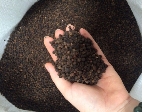 Black Pepper