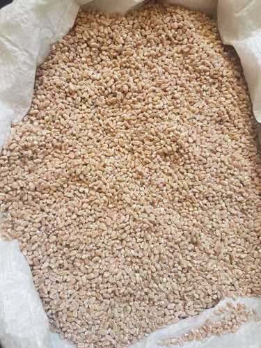 Wheat Grain