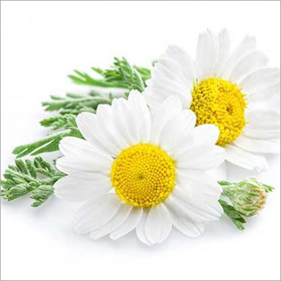 Chamomile Roman Age Group: Infants