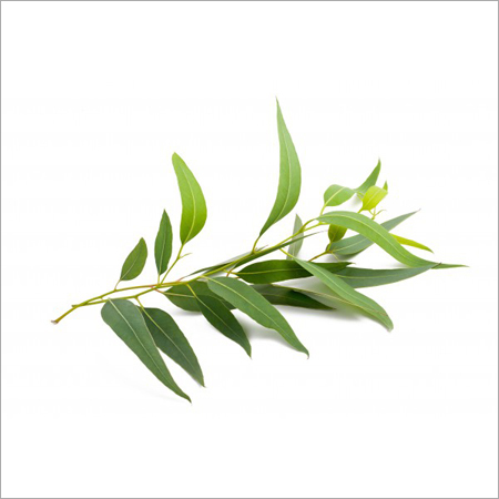 Eucalyptus Oil Age Group: Infants