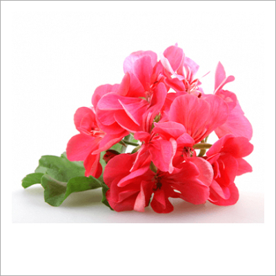 Geranium Oil Age Group: Children