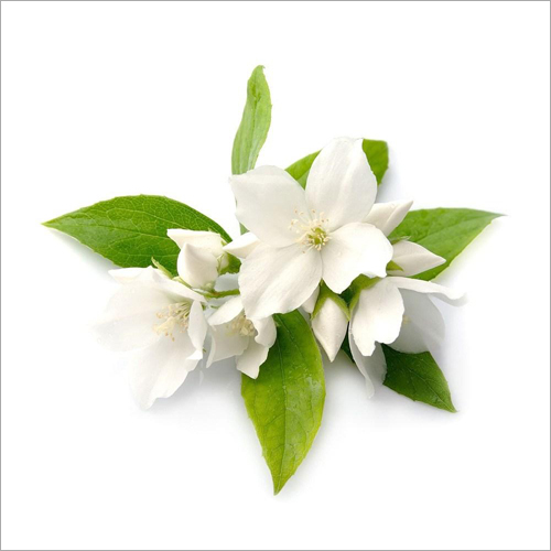 Jasmine Grandiflorum Age Group: Children