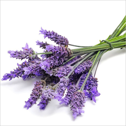 Lavender Oil - Herbal Extract, Purple Color, 100% Pure Fragrance Compound | Fresh Odour, Suitable for Adults, Children, and Infants, 1-3 Years Shelf Life, Store in Cool