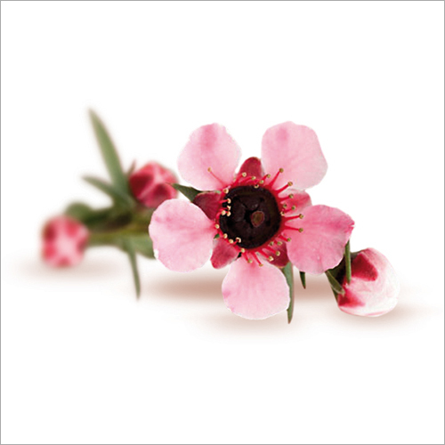 Manuka Oil Age Group: Children