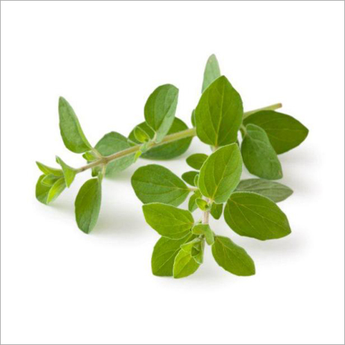 Oregano Oil Age Group: Infants