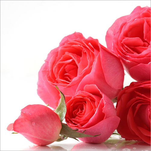 Rose Oil - 100% Herbal Extract from Fresh Flowers | Fragrance Compound for Adults, Children, Infants with 1-3 Years Shelf Life, Cool Storage Recommended