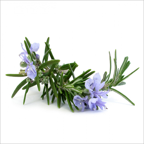 Rosemary Oil Age Group: Infants