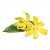 Ylang Ylang Oil Age Group: Adults