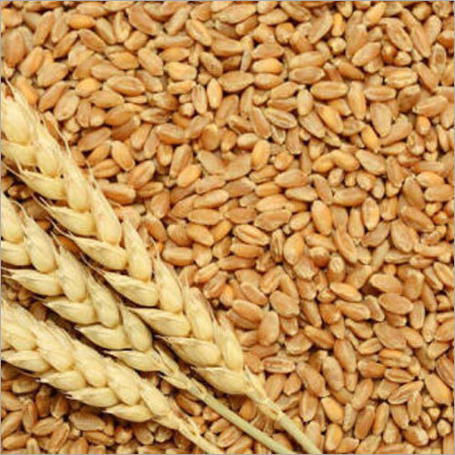 Dried Wheat Seed