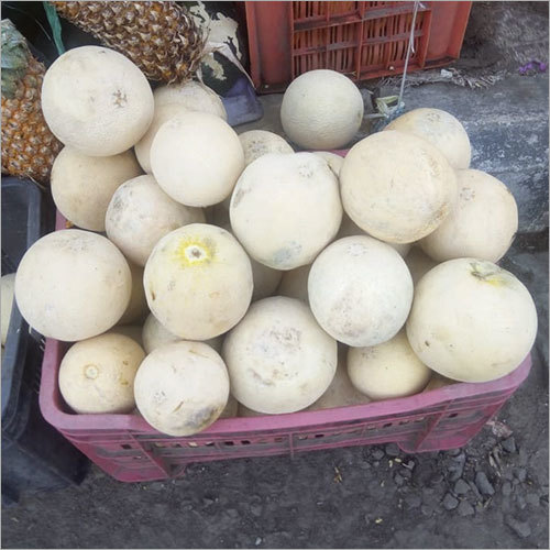 Common Musk Melon