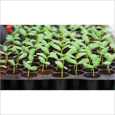Plastic Seedling Tray