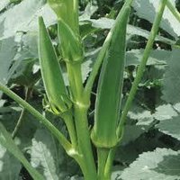 Bhindi Seeds