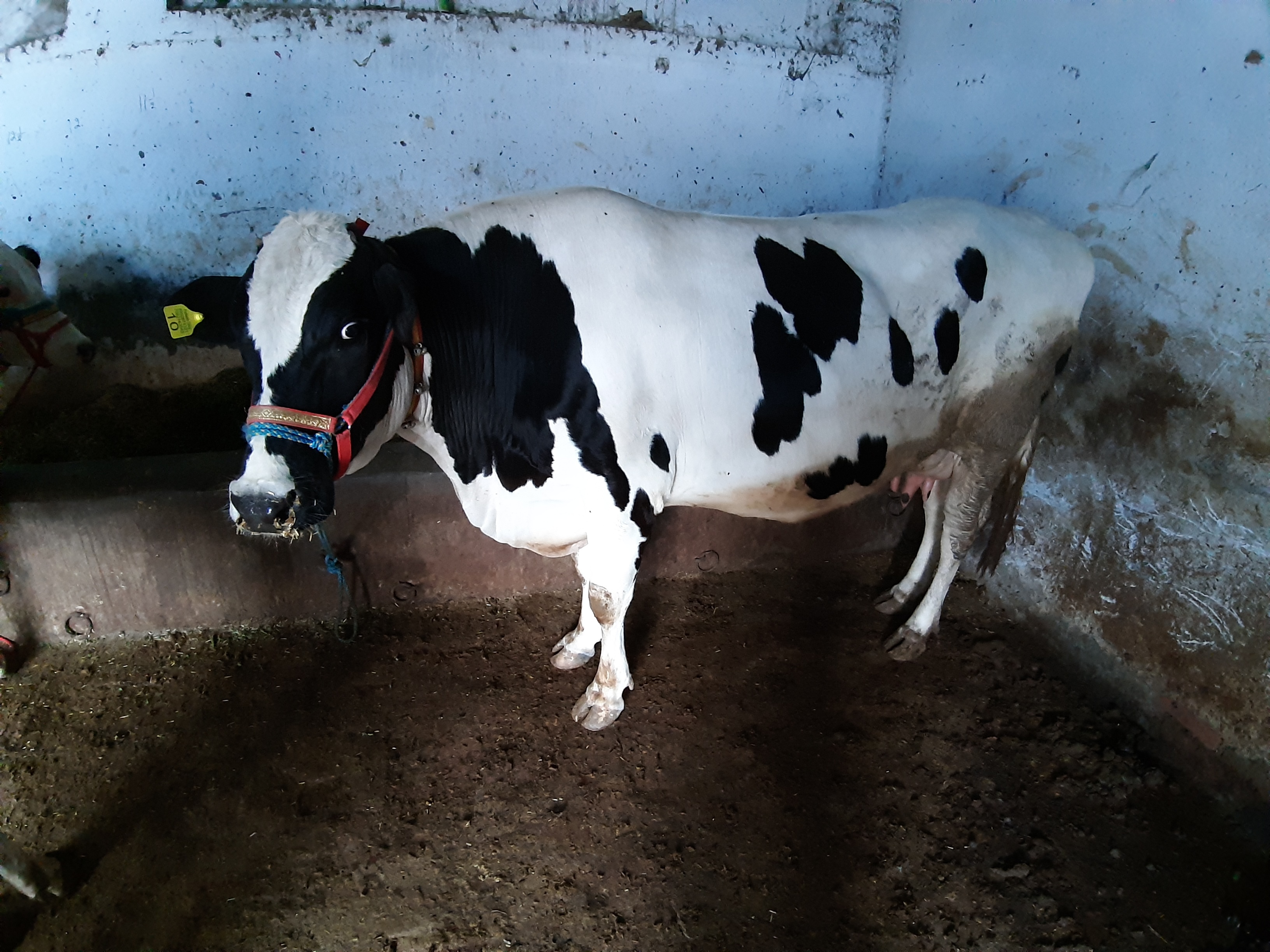 H.F cow